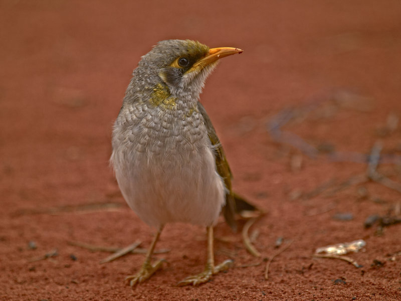 Bird